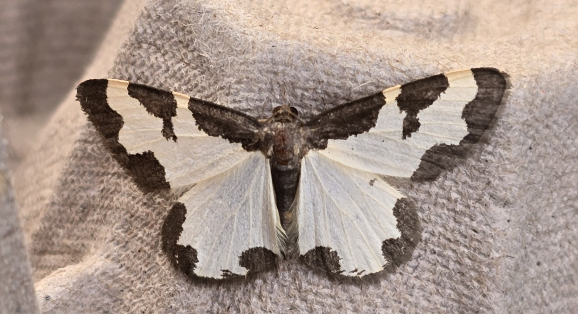 Photo of Clouded Border (Lomaspilis marginata)